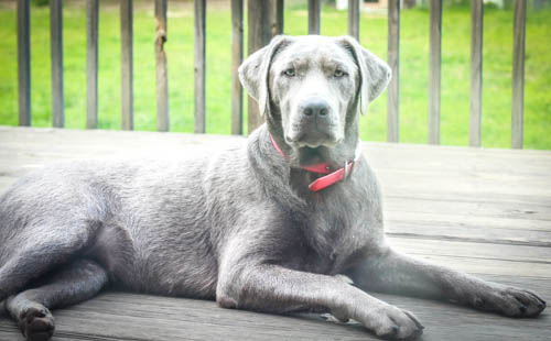 a dog man's best friend